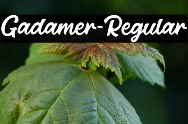 Gadamer-Regular Example 2