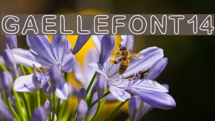 GaelleFont14 Font examples