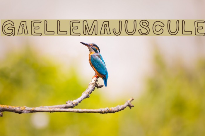 GaelleMAJUSCULE Font examples