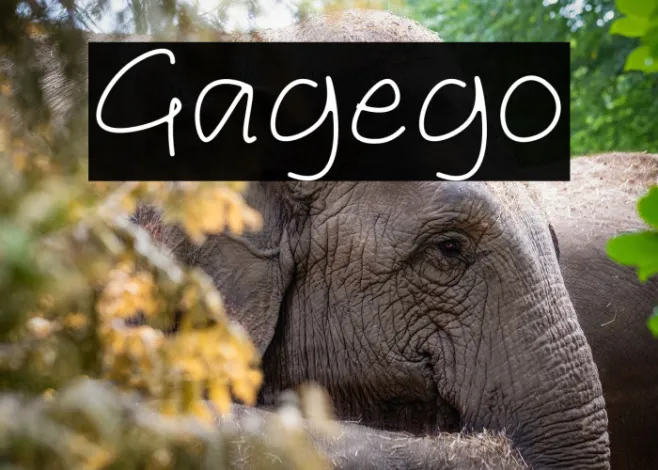 Gagego Example 1