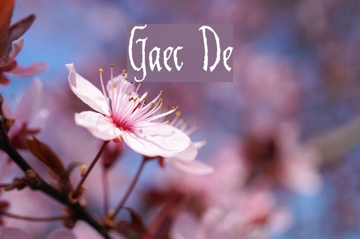 Gaiseric Demo Шрифта examples