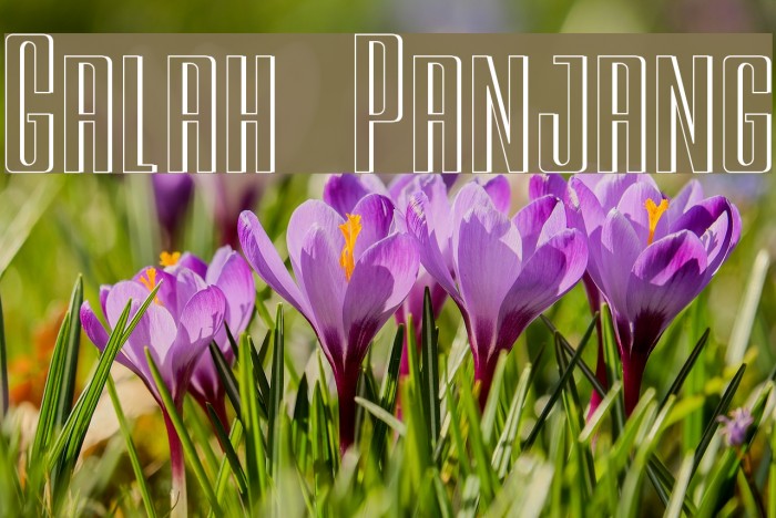 Galah Panjang Font examples