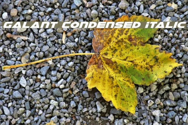 Galant Condensed Italic Example 3