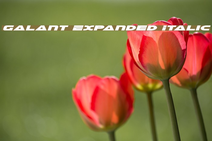 Galant Expanded Italic Font examples