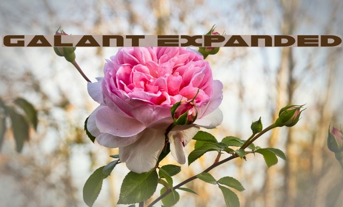 Galant Expanded Font examples