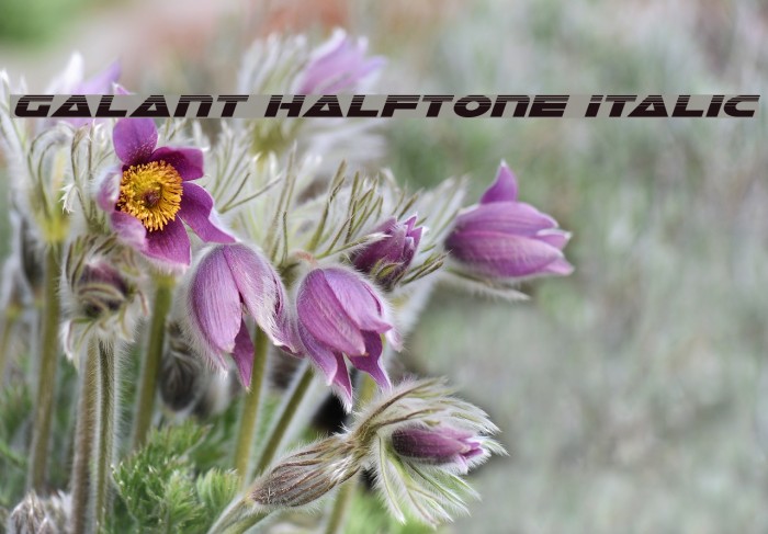 Galant Halftone Italic Font examples