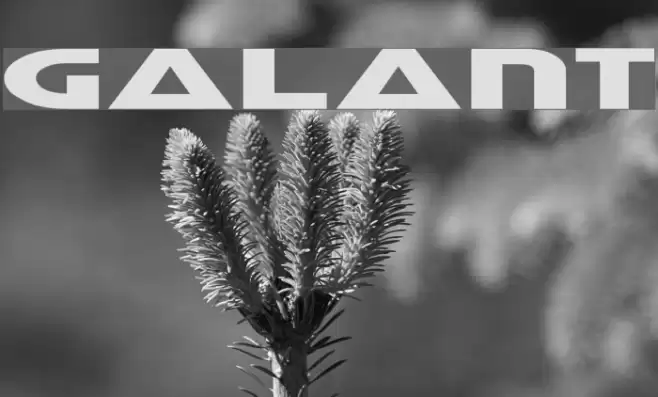 Galant Font examples