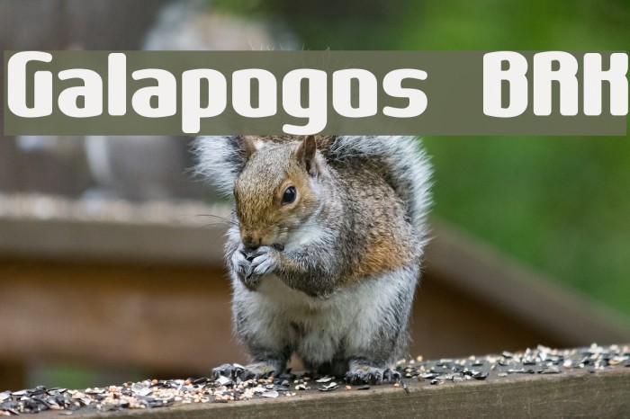 Galapogos BRK Font examples
