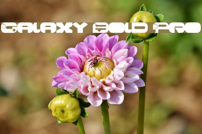 Galaxy Bold Pro Font examples