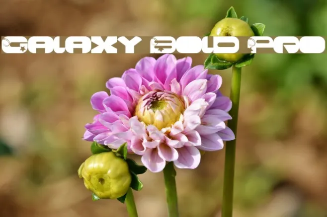 Galaxy Bold Pro Example 3
