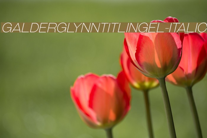 GalderglynnTitlingEl-Italic Font examples