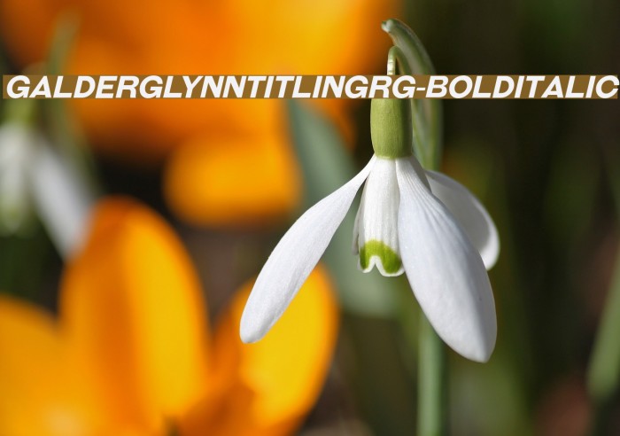 GalderglynnTitlingRg-BoldItalic Font examples