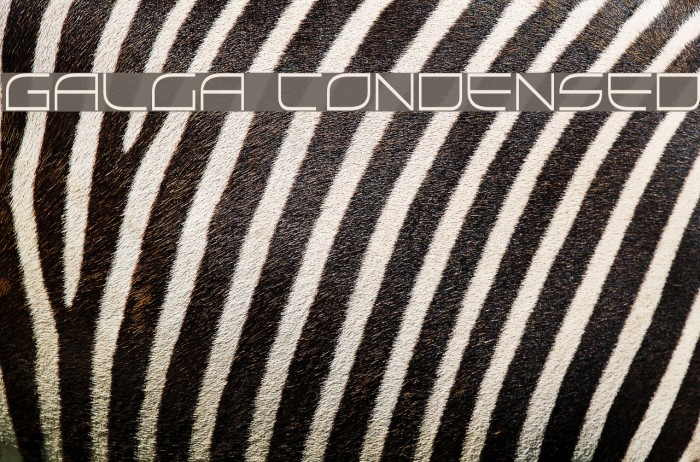 Galga Condensed Font examples
