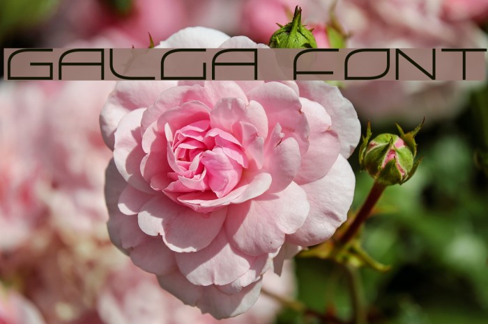 Galga Font examples
