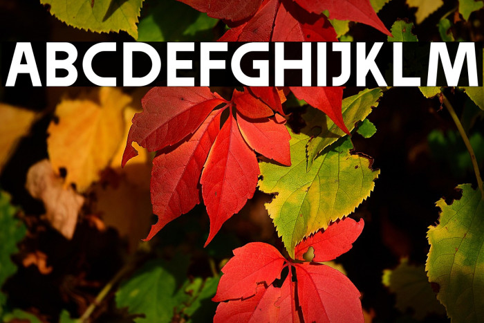 GalgatorFreeBold Example 3