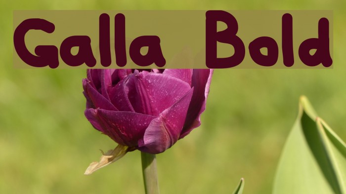 Galla Bold Font examples