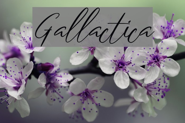 Gallactica Example 1