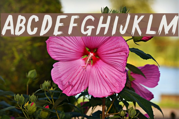 GallowTree-Regular Font examples