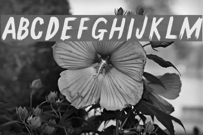 GallowTree-Regular Font examples