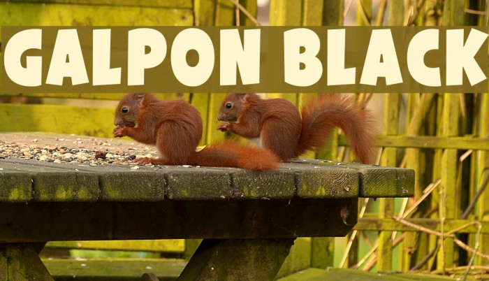 Galpon Black Font examples