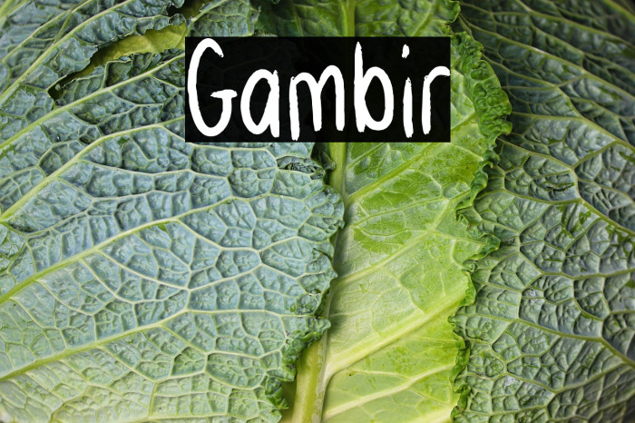 Gambir Example 2