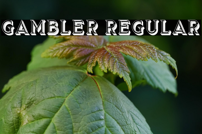 Gambler Regular Example 1