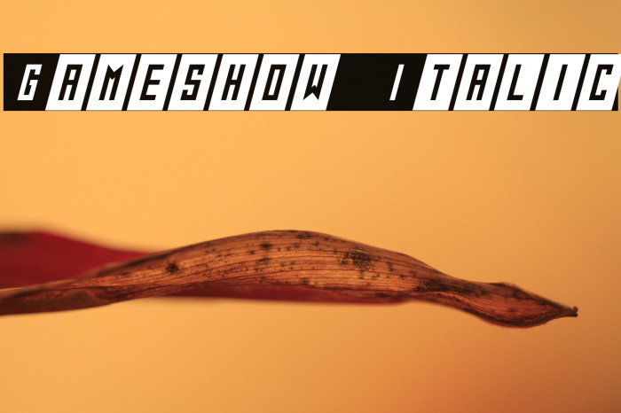 Gameshow Italic Example 2