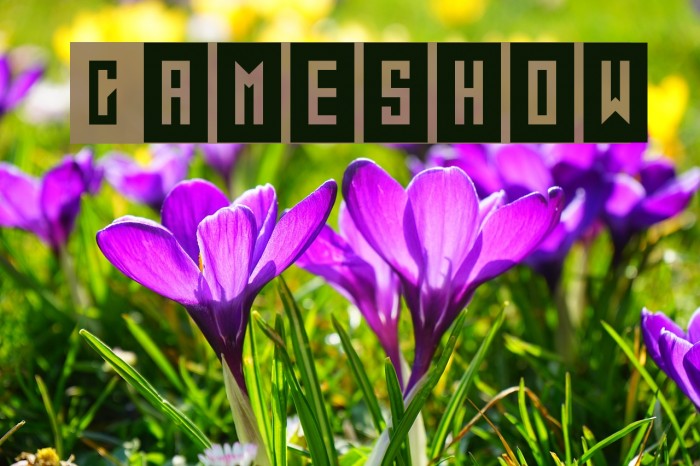 Gameshow Font examples