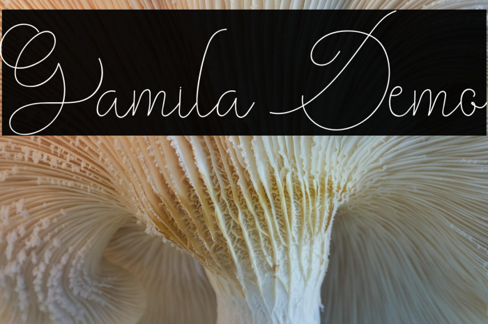 Gamila Demo Example 1