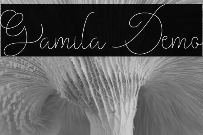 Gamila Demo Font examples