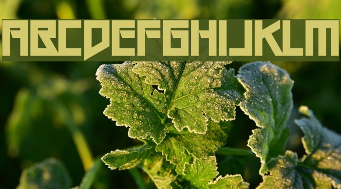 Gang Wolfik OG Font examples