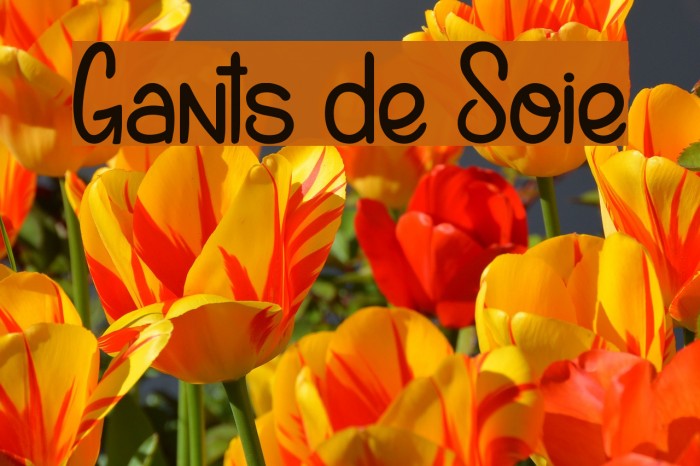 Gants de Soie Font examples