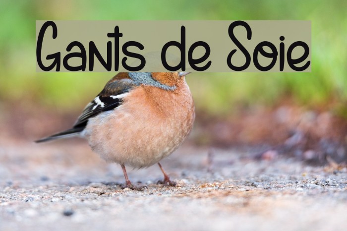 Gants de Soie Font examples