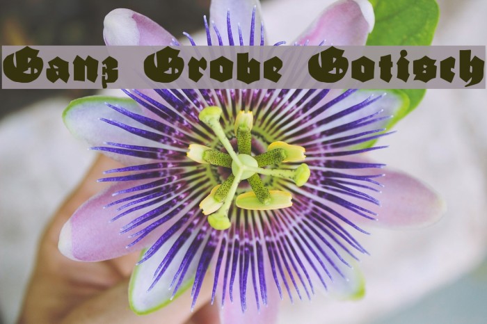 Ganz Grobe Gotisch Font examples