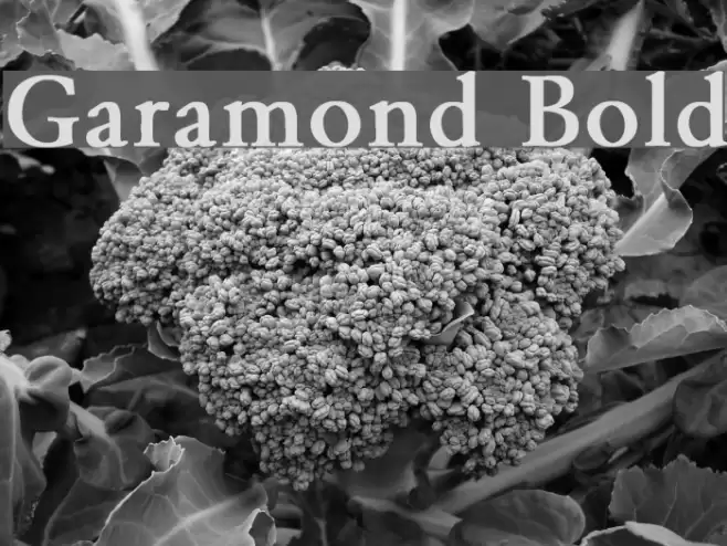 Garamond Bold examples