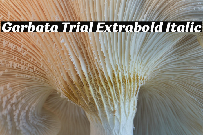 Garbata Trial Extrabold Italic Example 2