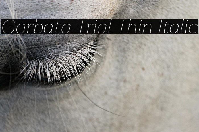 Garbata Trial Thin Italic Example 3
