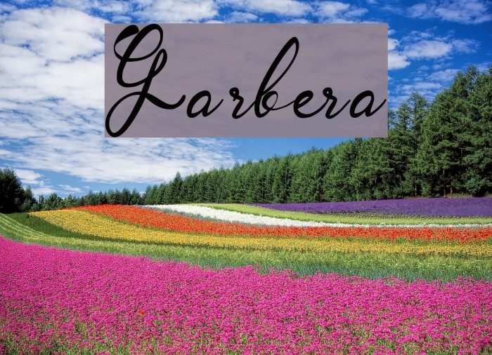 Garbera Font examples