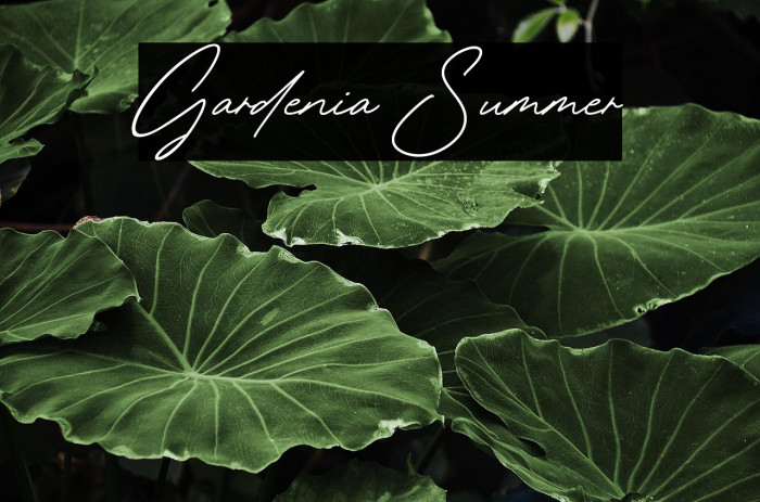 Gardenia Summer Example 1