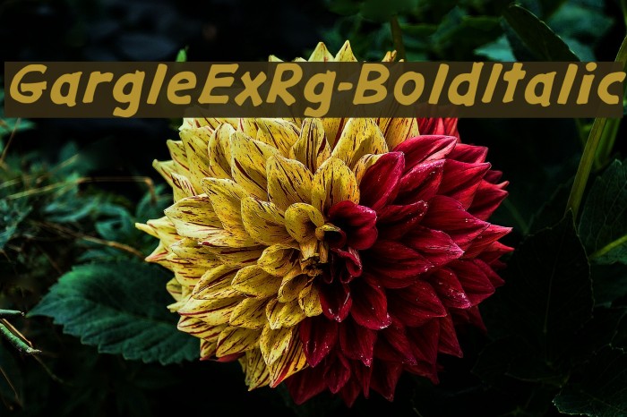 GargleExRg-BoldItalic Font examples