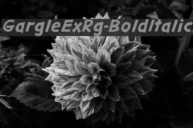 GargleExRg-BoldItalic  examples