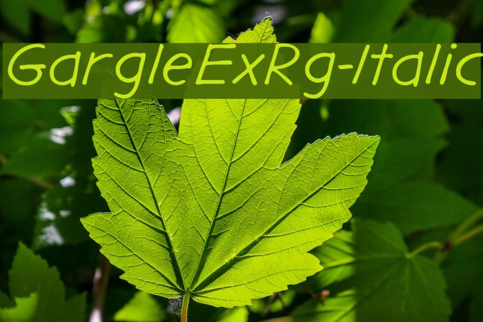GargleExRg-Italic Font examples