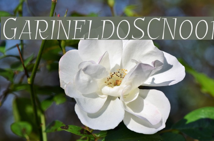 GarineldoSCNo01 Example 1