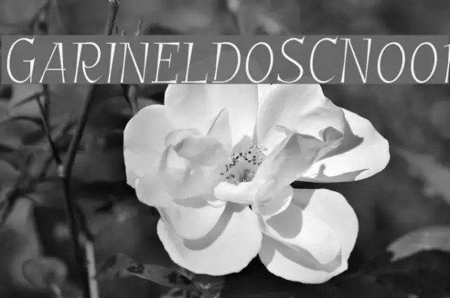 GarineldoSCNo01 Font examples