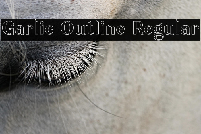 Garlic Outline Regular Example 1