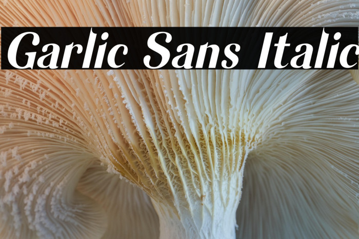 Garlic Sans Italic Example 3