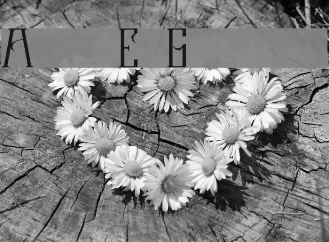 Garner Font examples