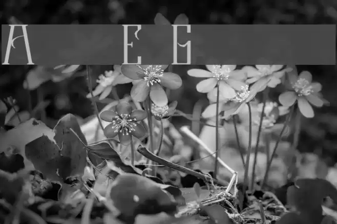 Garner Font examples