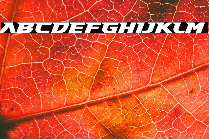 Gary Fisher Example 1