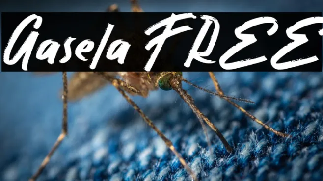 Gasela FREE Example 3